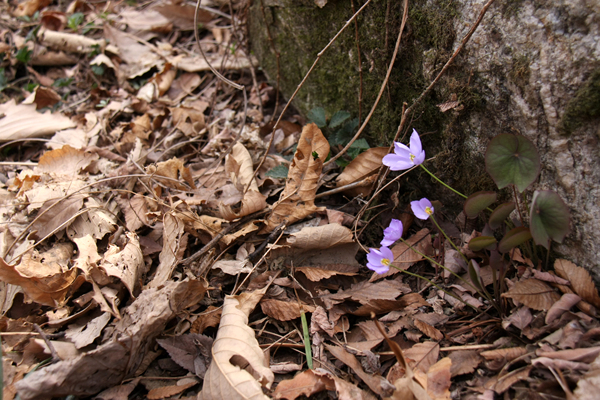 IMG_7056.jpg
