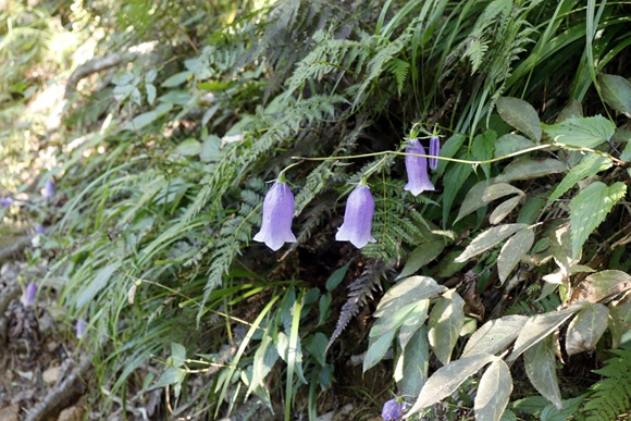 _MG_7828.jpg