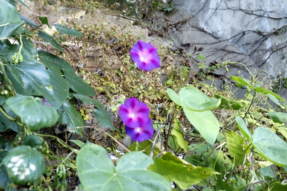 _MG_8077.jpg