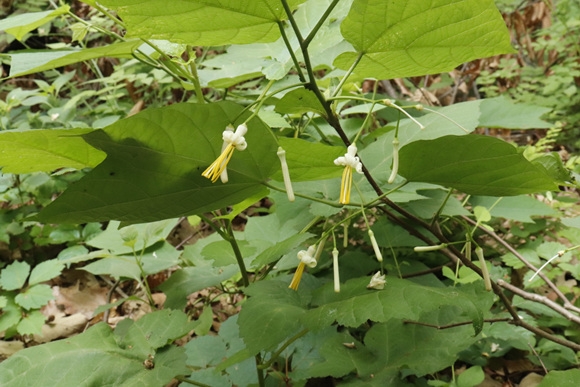 _MG_2546.jpg